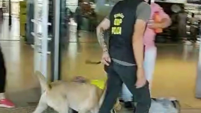 Cinco kilos de marihuana en la terminal