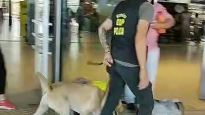 Cinco kilos de marihuana en la terminal