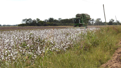Las lluvias de marzo cambiaron el panorama productivo