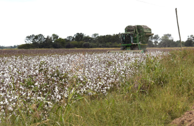 Las lluvias de marzo cambiaron el panorama productivo