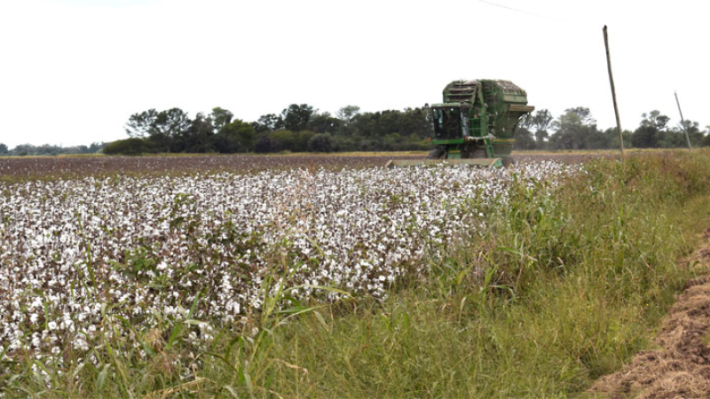 Las lluvias de marzo cambiaron el panorama productivo