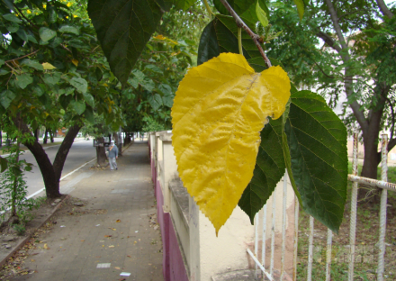 otoño001.jpg