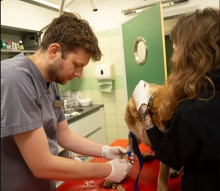 veterinario4.jpg