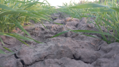 Emergencia por sequía y campos anegados, las contradicciones del Chaco agrícola