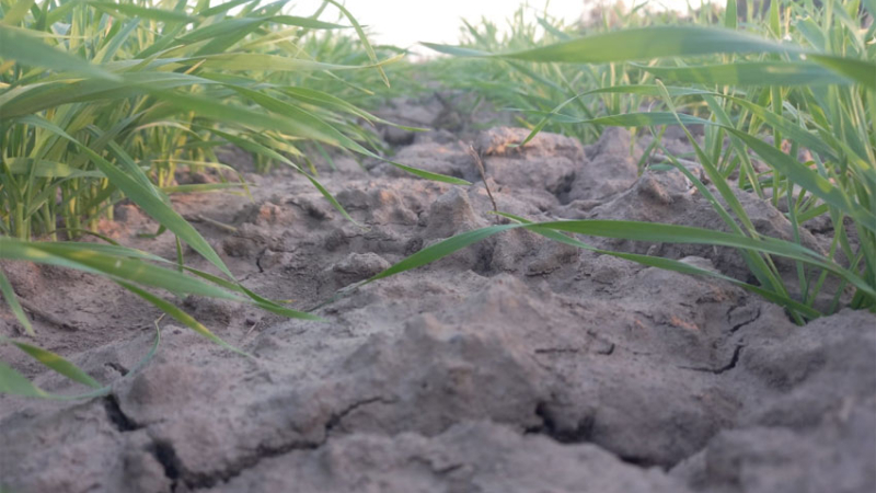 Emergencia por sequía y campos anegados, las contradicciones del Chaco agrícola