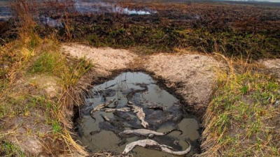 Fundación Temaikèn visitó Corrientes con el gran objetivo de rescatar la fauna silvestre y restaurar el ecosistema 