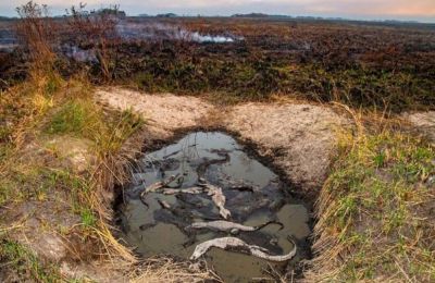Fundación Temaikèn visitó Corrientes con el gran objetivo de rescatar la fauna silvestre y restaurar el ecosistema