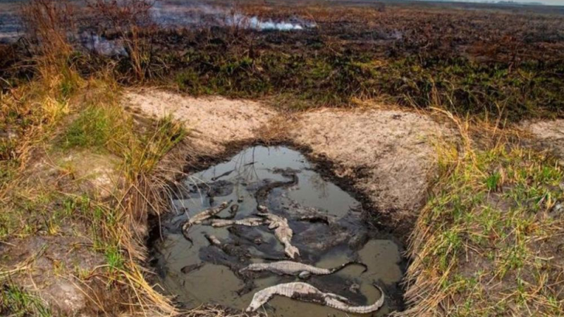 Fundación Temaikèn visitó Corrientes con el gran objetivo de rescatar la fauna silvestre y restaurar el ecosistema