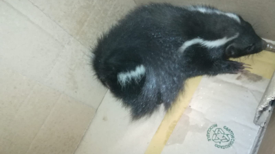 Capturan y devuelven a su hábitat a un zorrino que había aparecido en la vía pública