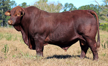 Toro-de-Caa-Cpupe.jpg