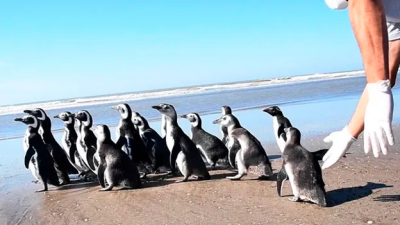 Pingüinos que habían sido rescatados fueron devueltos a su hábitat