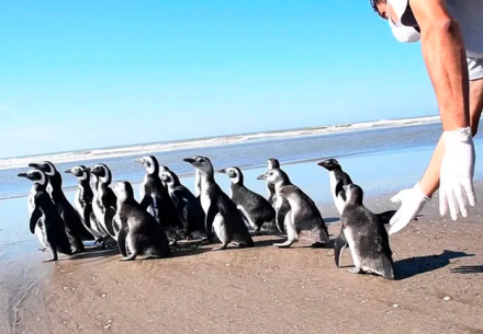 pinguinos.jpg