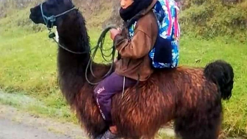 La historia del niño ecuatoriano que va a la escuela en una llama