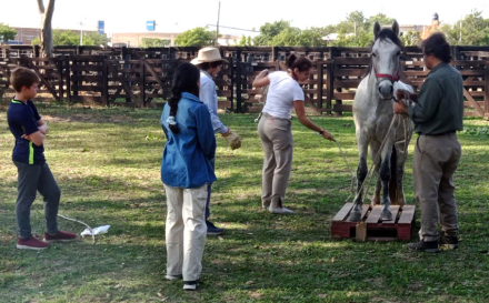 Caballo-curso.jpg