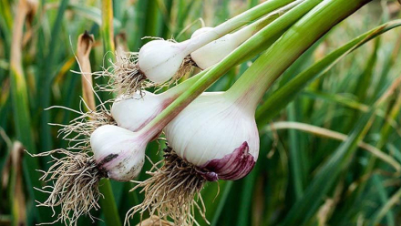 cultivo-de-ajo.jpg