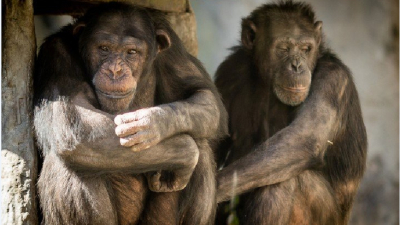 Dos chimpancés argentinos viajarán a Londres para integrarse a una manada
