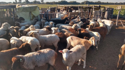 Fuerte posicionamiento de productores ganaderos: "Nos quieren imponer un mapa que frena el desarrollo rural"