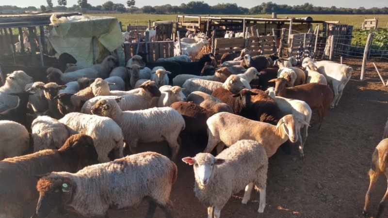 Fuerte posicionamiento de productores ganaderos: "Nos quieren imponer un mapa que frena el desarrollo rural"