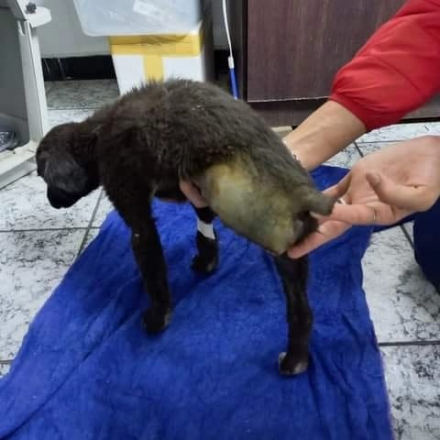 cachorro 5.jfif