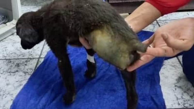Lo chocaron, tuvieron que amputarle una pata y piden ayuda para solventar gastos veterinarios