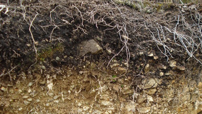 ¿Cuánto carbono se puede secuestrar de cada suelo?