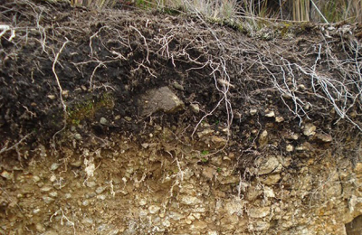 ¿Cuánto carbono se puede secuestrar de cada suelo?
