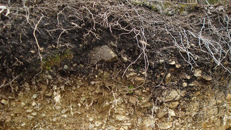 ¿Cuánto carbono se puede secuestrar de cada suelo?