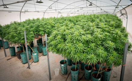 cannabis-medicinal2.jpg