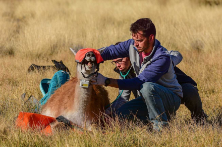 guanaco2.jpg