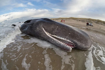 ballenas-muertas3.jpg
