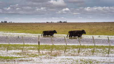 Exportan ganado vacuno en pie desde Formosa a Paraguay