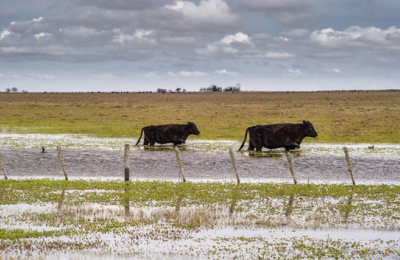 Exportan ganado vacuno en pie desde Formosa a Paraguay