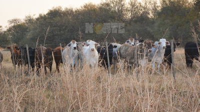 La ganadería sin reserva de alimentos en las chacras