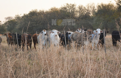 La ganadería sin reserva de alimentos en las chacras