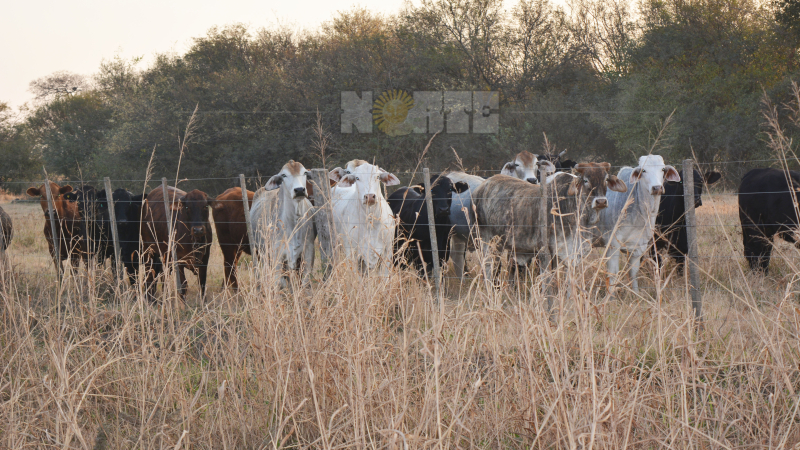 La ganadería sin reserva de alimentos en las chacras