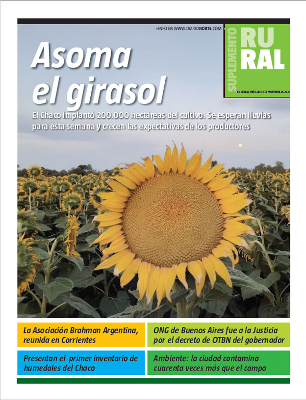 Asoma el girasol