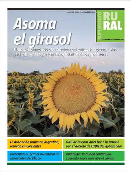 Asoma el girasol