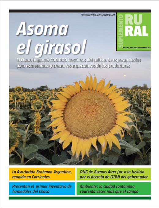 Asoma el girasol