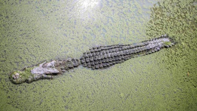 Un niño fue devorado por un cocodrilo mientras pescaba con su padre