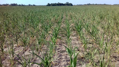 La ola de calor causa pérdidas al sector agropecuario chaqueño