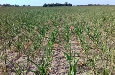 La ola de calor causa pérdidas al sector agropecuario chaqueño