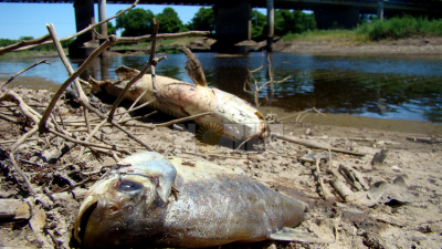 Mortandad de peces en el río Negro: vecinos aseguran que vieron "un líquido oscuro que hacía saltar a los peces"