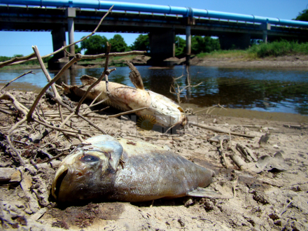 peces3.jpg