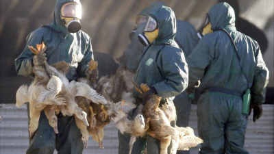 La situación de la gripe aviar empeora en Francia, dice Ministerio de Agricultura
