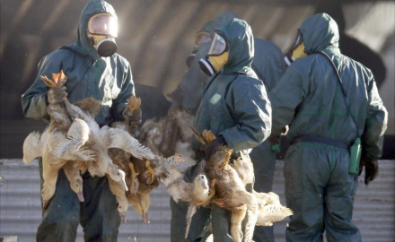 Francia_Gripe_Aviar.jpg