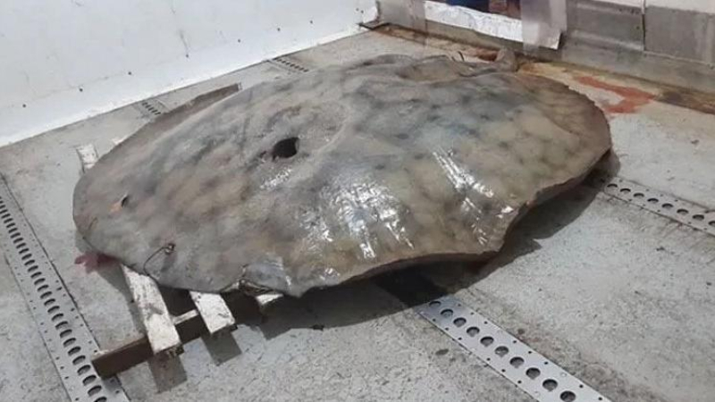 Río Paraná: pescaron una raya gigante de 150 kilos en una zona que limita con Corrientes