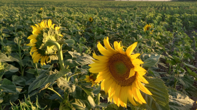 Girasol: rendimientos por debajo de la tonelada por hectárea en el centro chaqueño