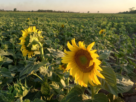 girasol.jpg