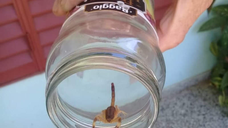 Recomendaciones para evitar las picaduras de alacranes