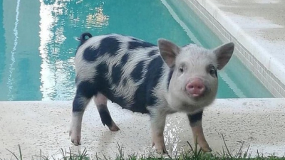 Imperdonable: adoptó una minipig como mascota y la hizo asado con sus amigos